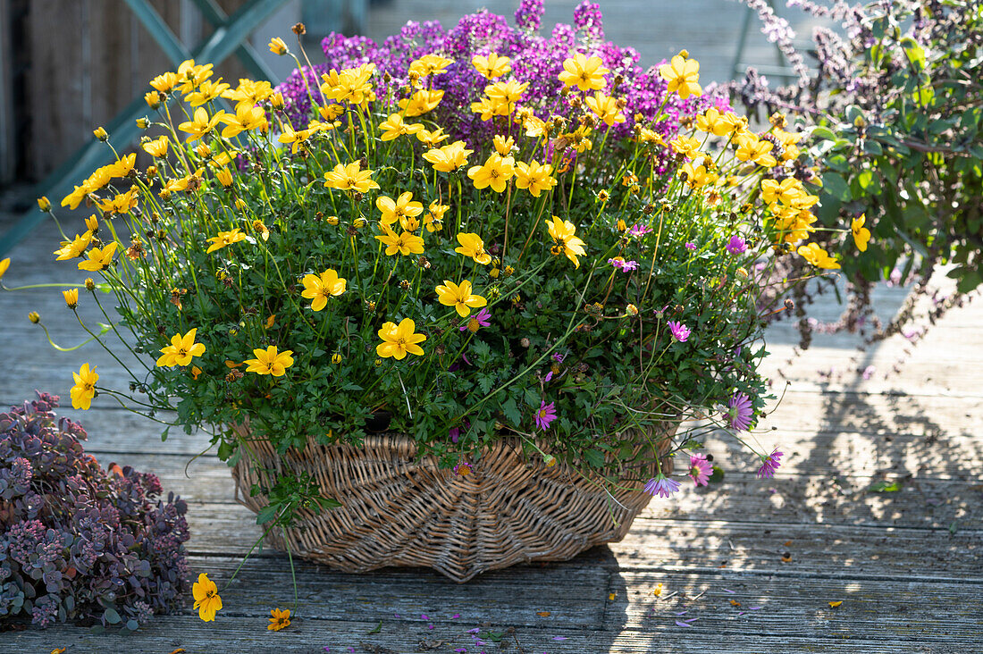 Bidens 'Sweetie', swan river daisy and sweet alyssum 'Princess in Purple' in a basket