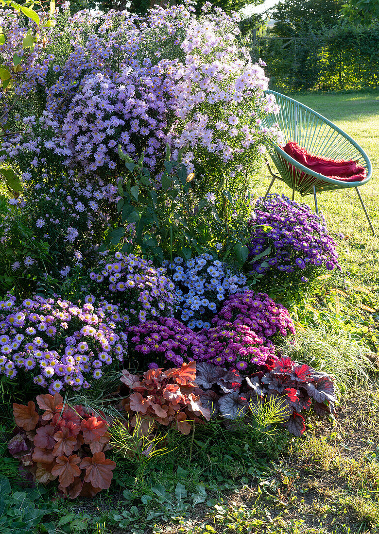 Herbstbeet mit Kissenastern, Purpurglöckchen, Glattblattastern  und Acapulco-Chair