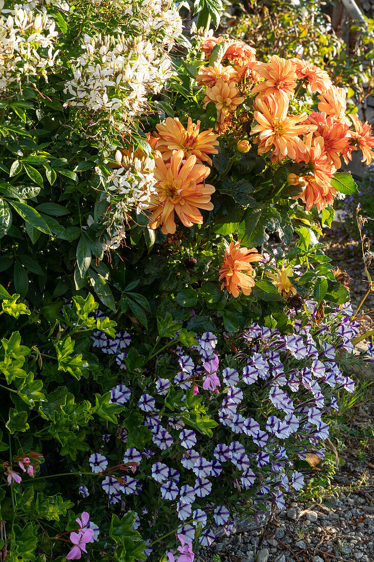 Dahlia, spider flower 'Senorita Blanca' and petunia Mini Vista 'Violet Star' in a stone trough