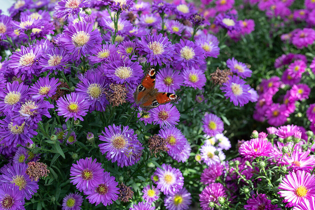 Cushion aster 'Amethyst' with peacock butterfly