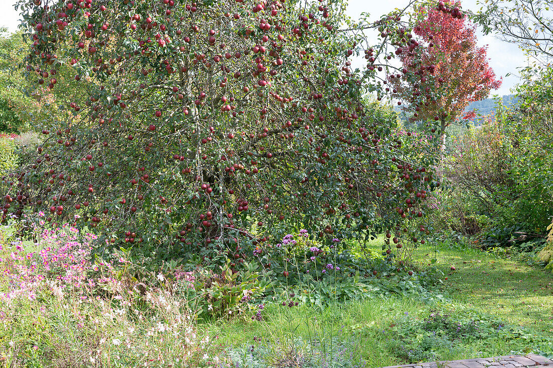 Apple tree variety 'Berner Rosenapfel'