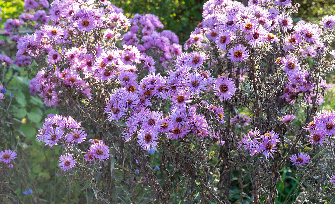 New England Asters 'Barr's Pink'