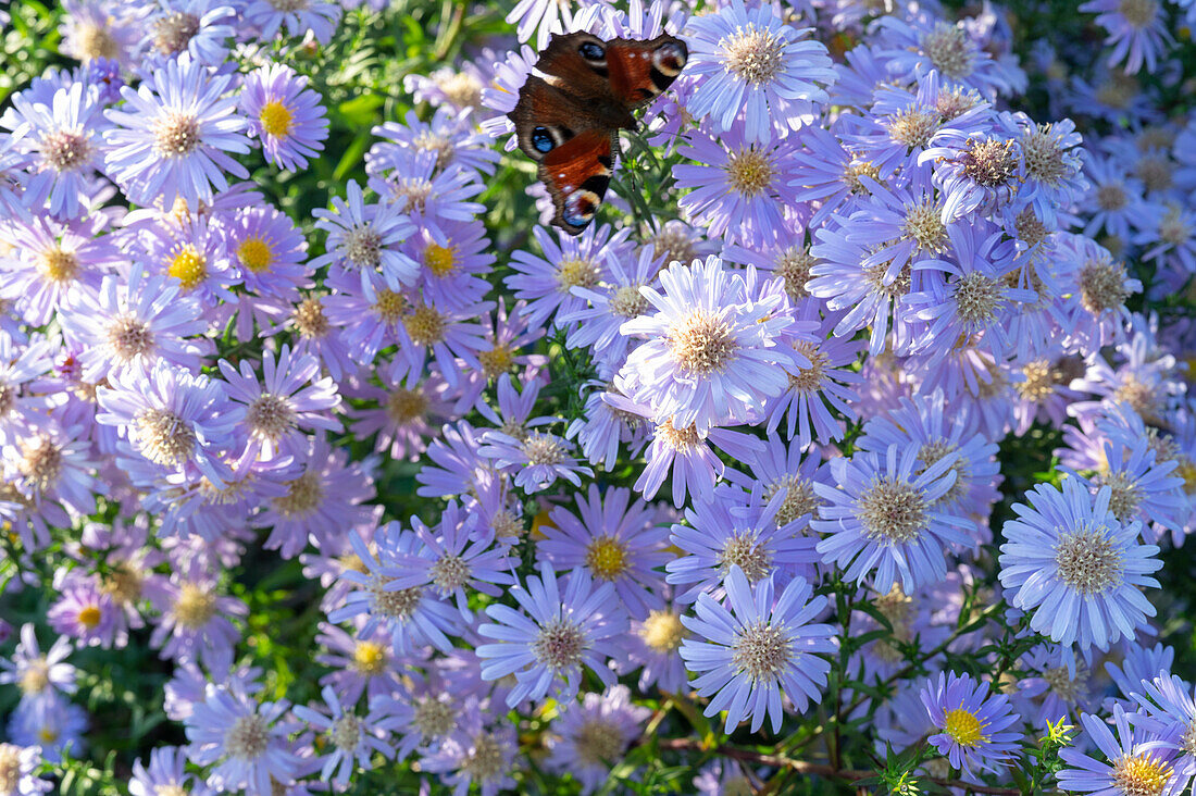 Cushion aster 'Aqua Compact' with peacock butterfly