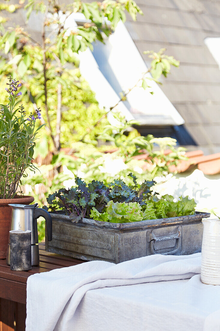 Lettuce plants growing in vintage shipping crate