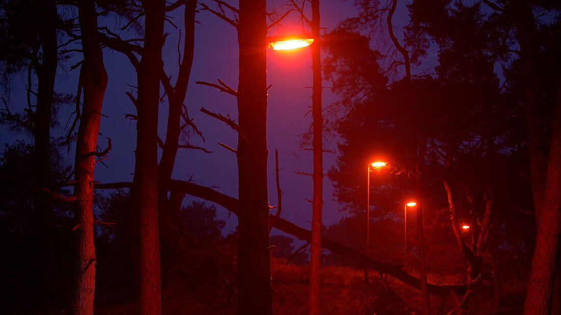 Red lamps lighting a forest