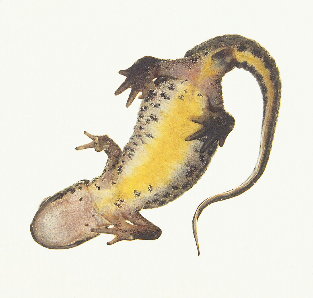 Female Palmate newt