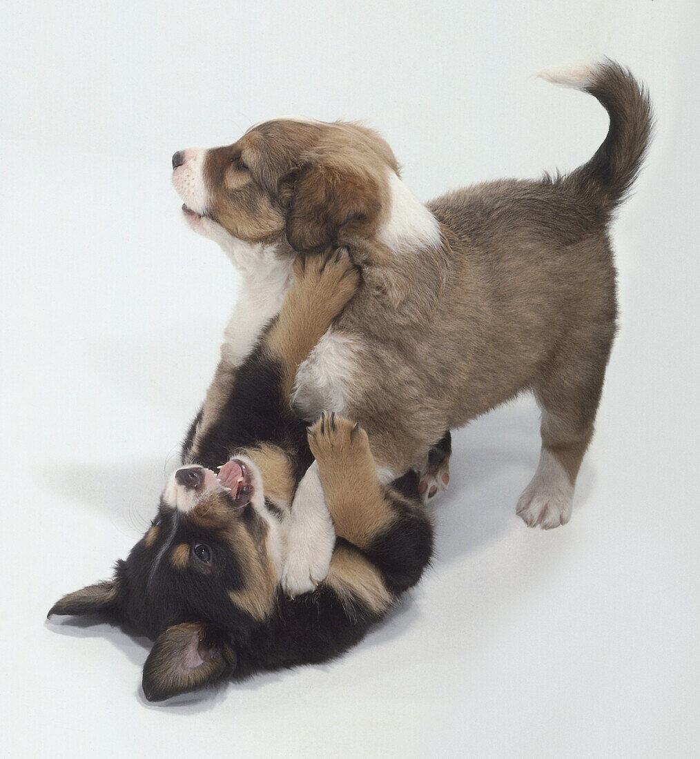 Two puppies playing
