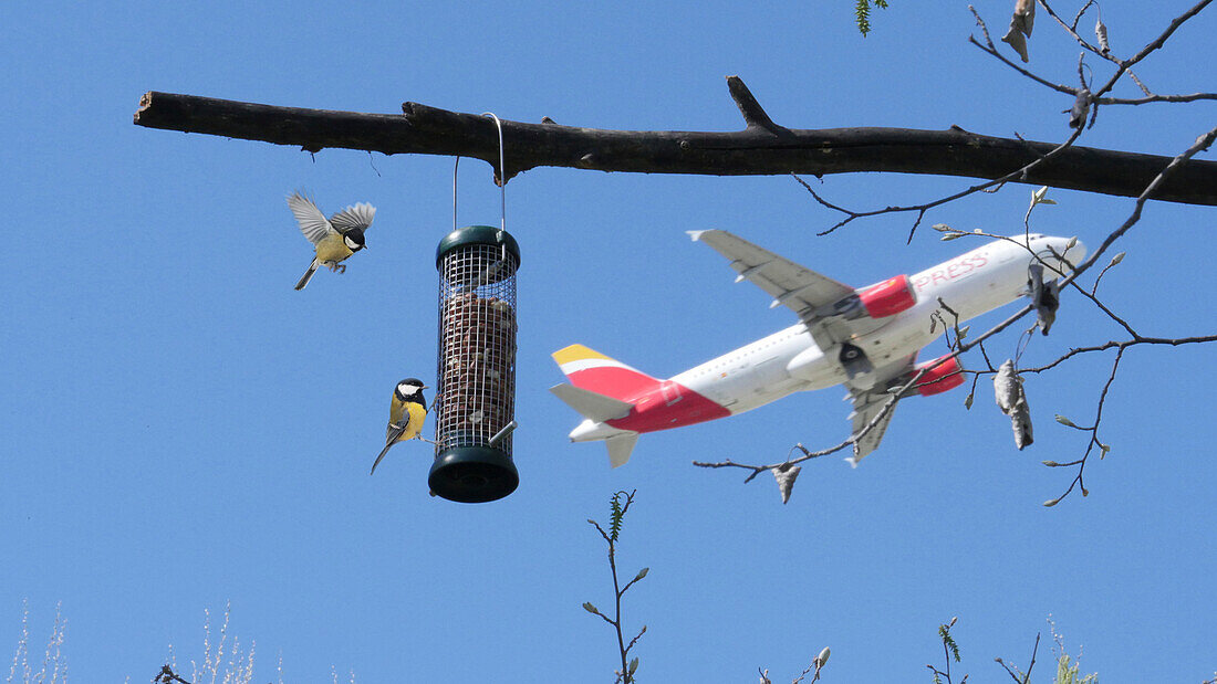 Researching noise disturbance to birds at an airport