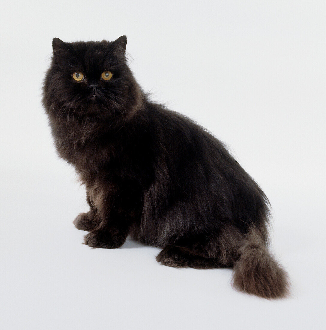 Black Longhair cat