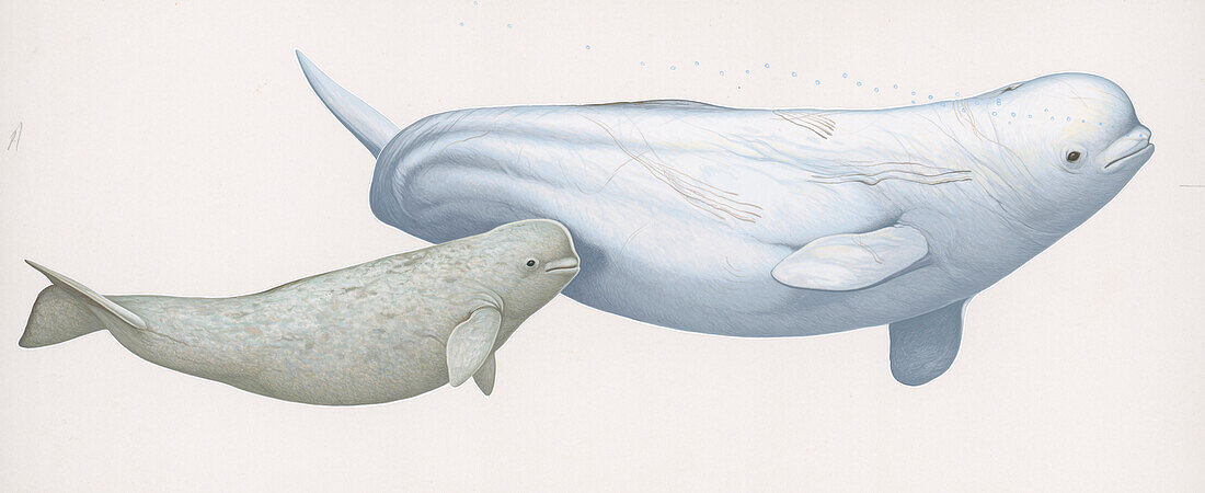 Beluga whale and calf, illustration