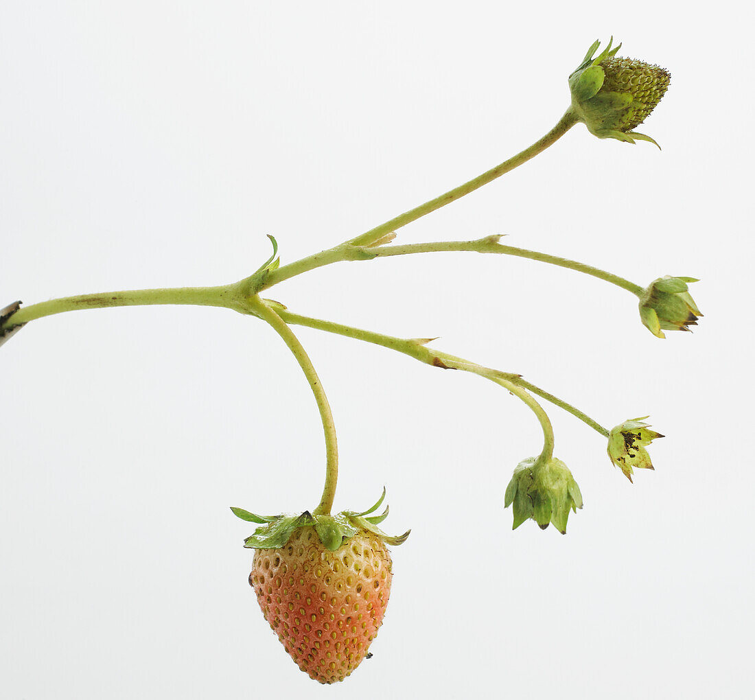 Strawberries on plant