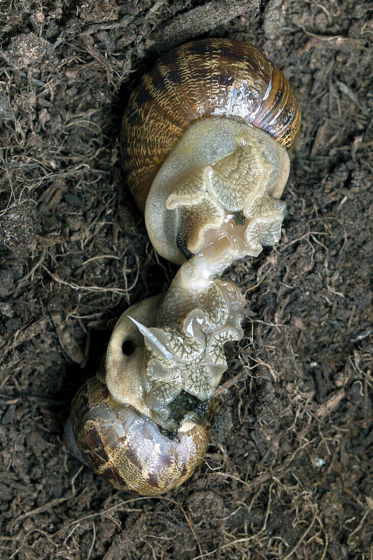 Mating garden snails, Cornu aspersum