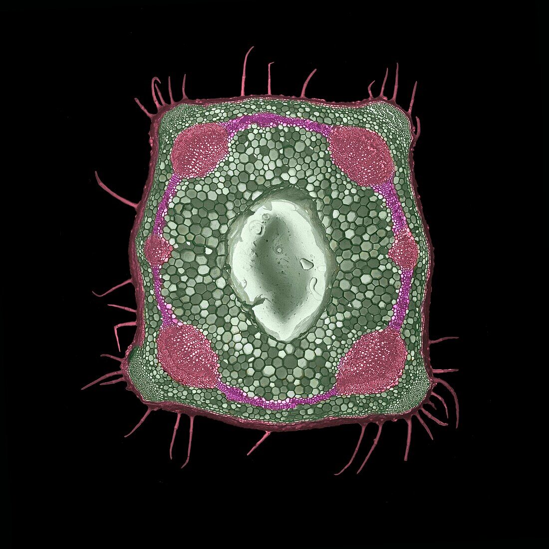 Anatomy of the stem of Lamium purpureum