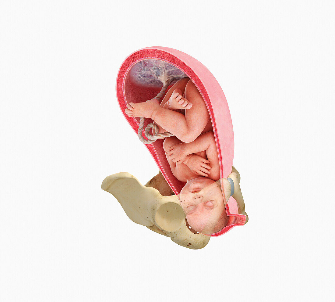 Birthing, illustration