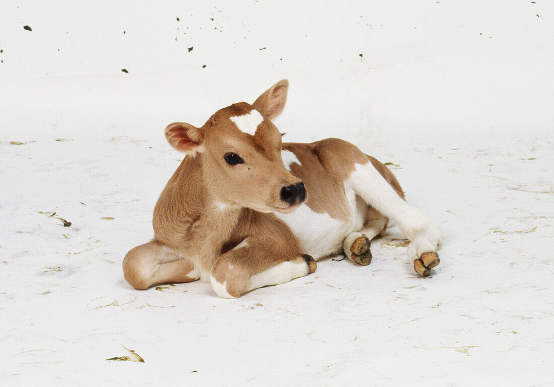 Calf lying on the floor