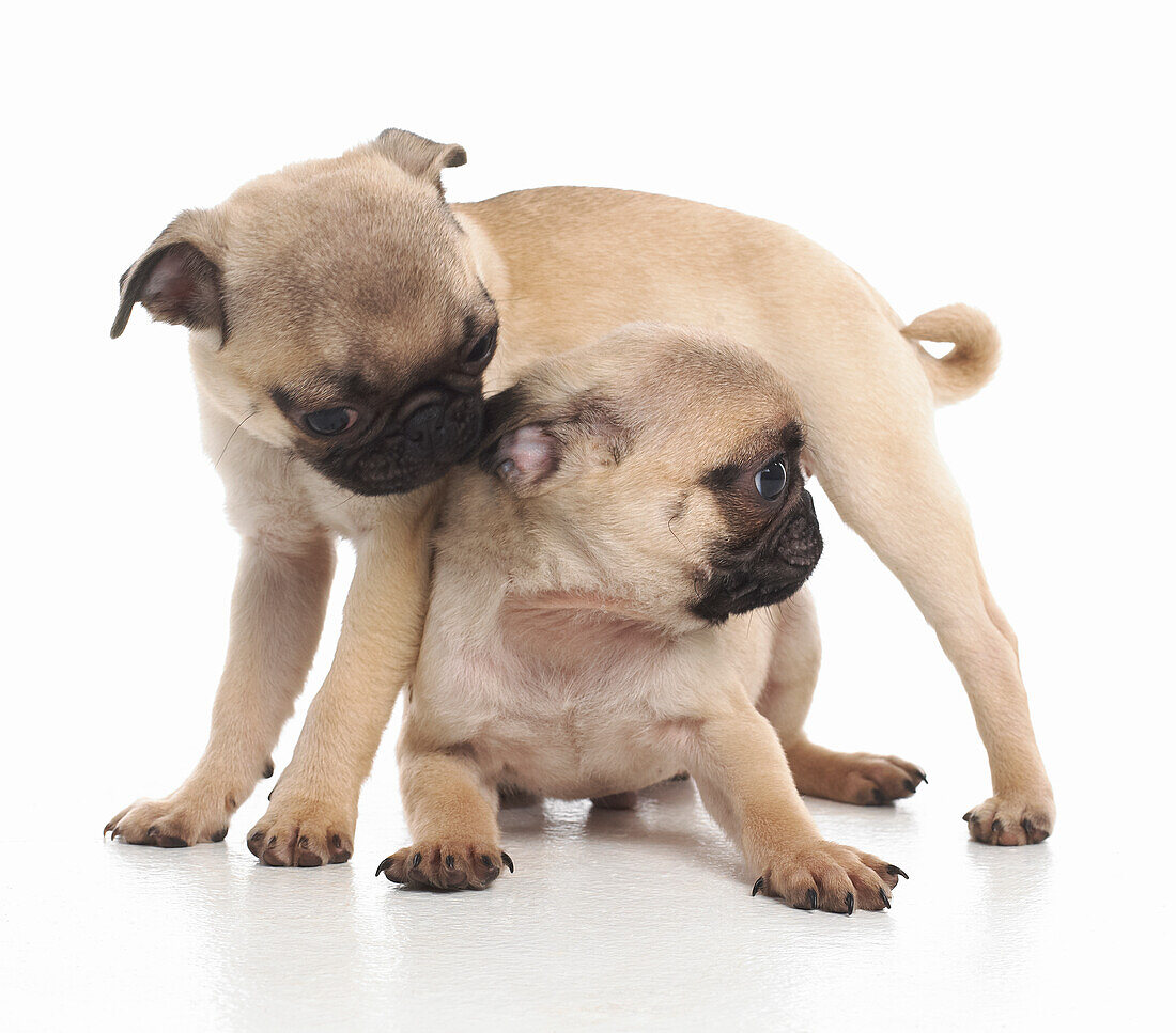 7-week-old pug puppies