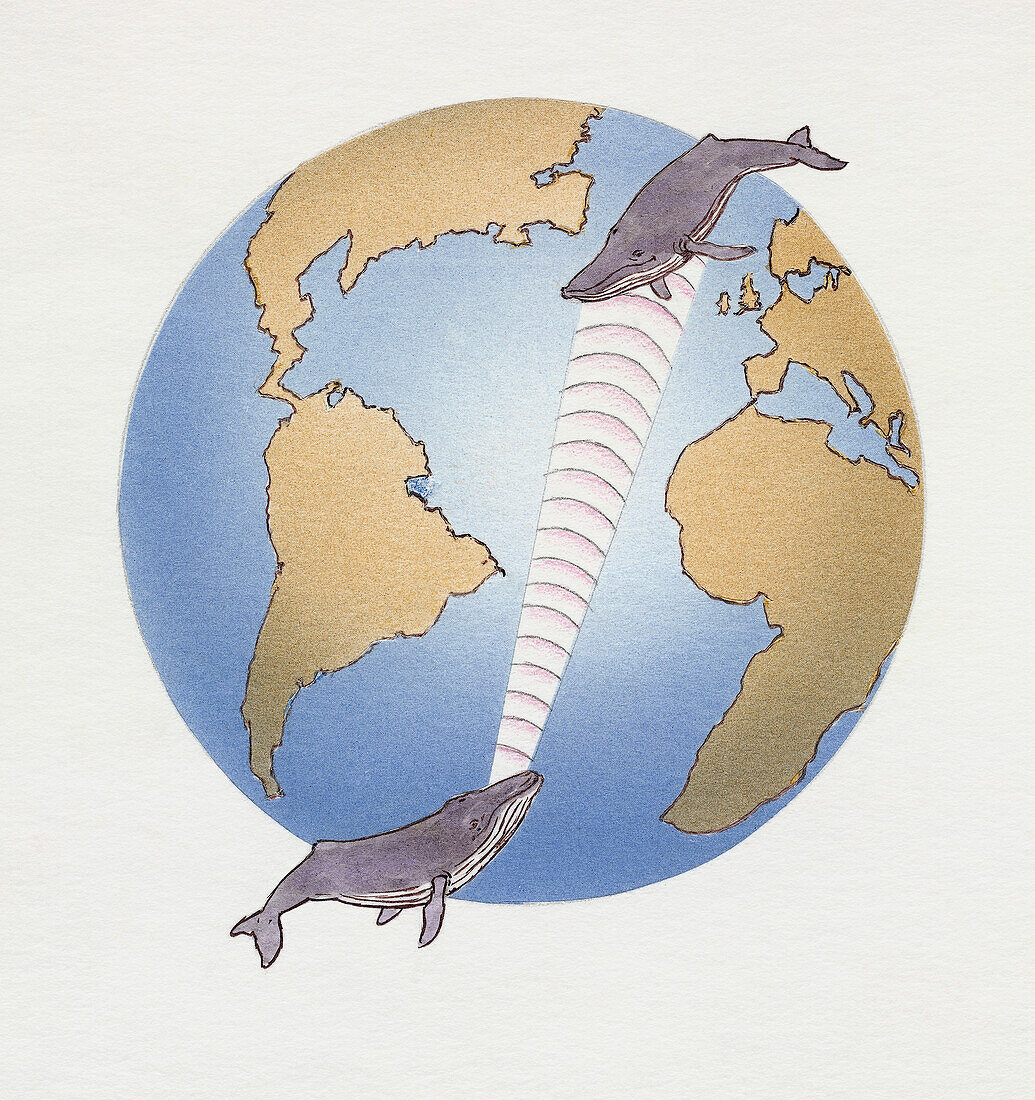 Whale communication, illustration