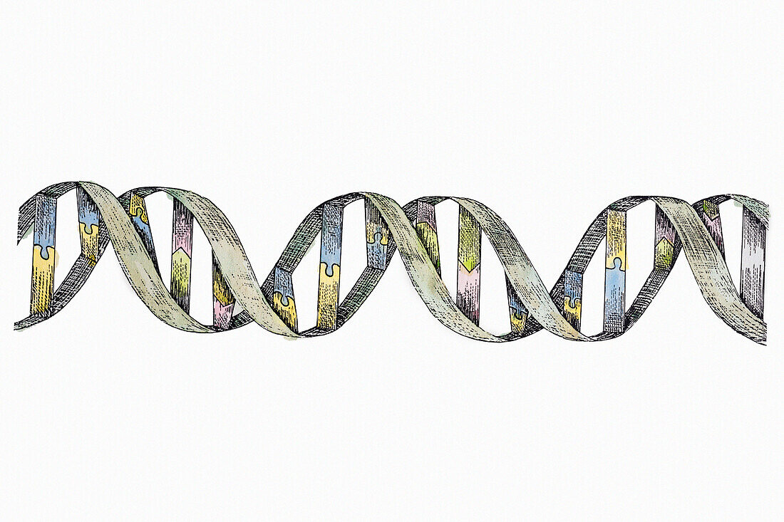 Double helix of DNA, illustration
