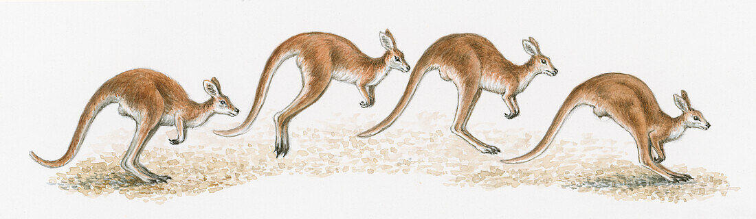 Kangaroo in full hop