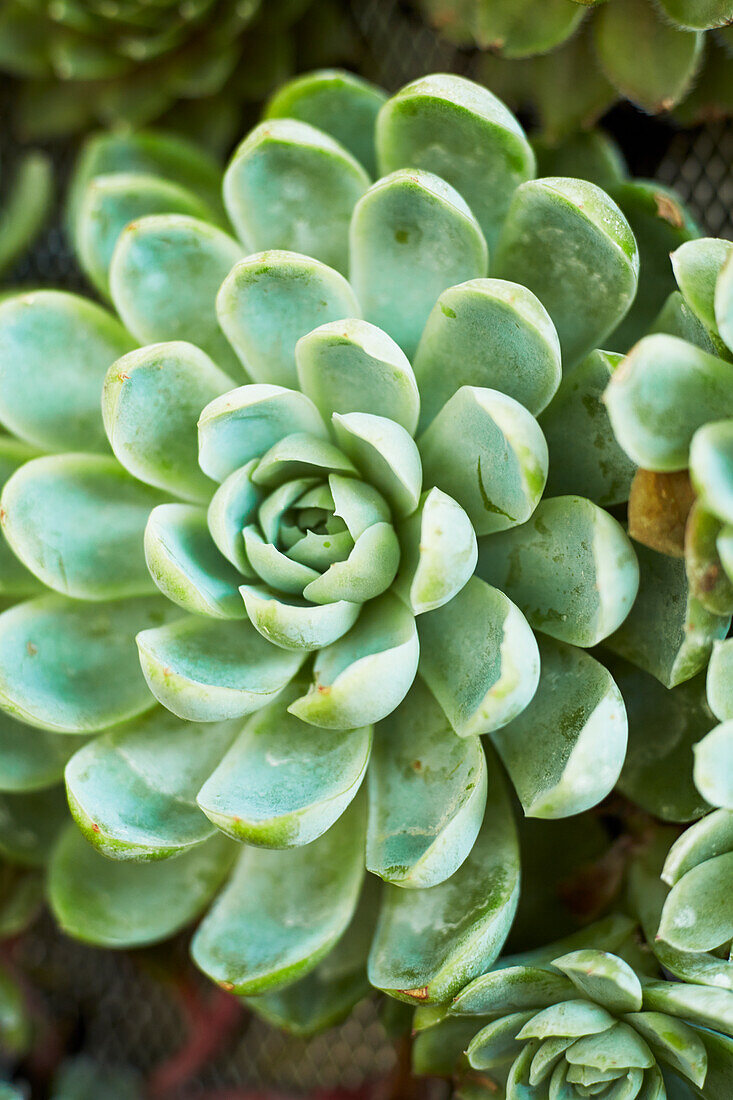 Succulent type plant