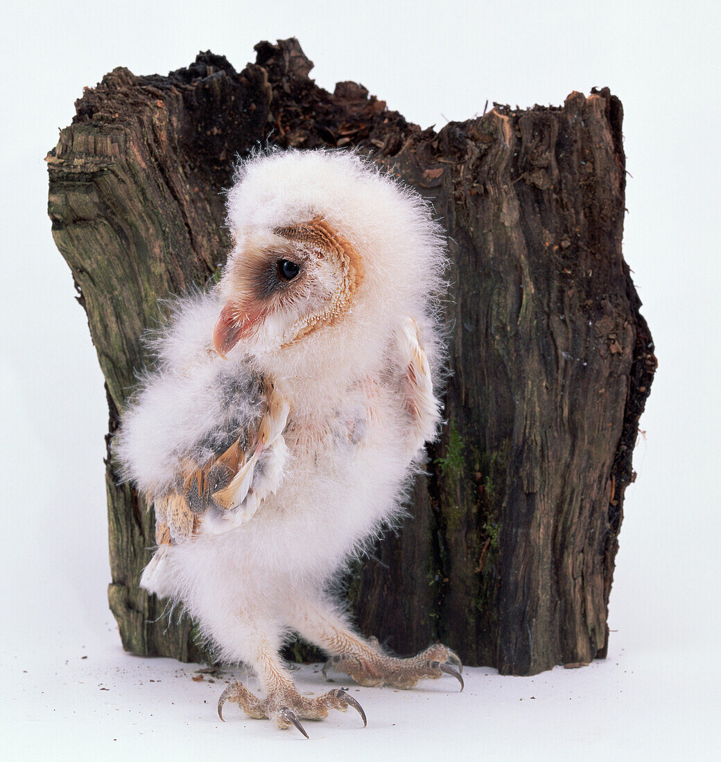 Six week old barn owl