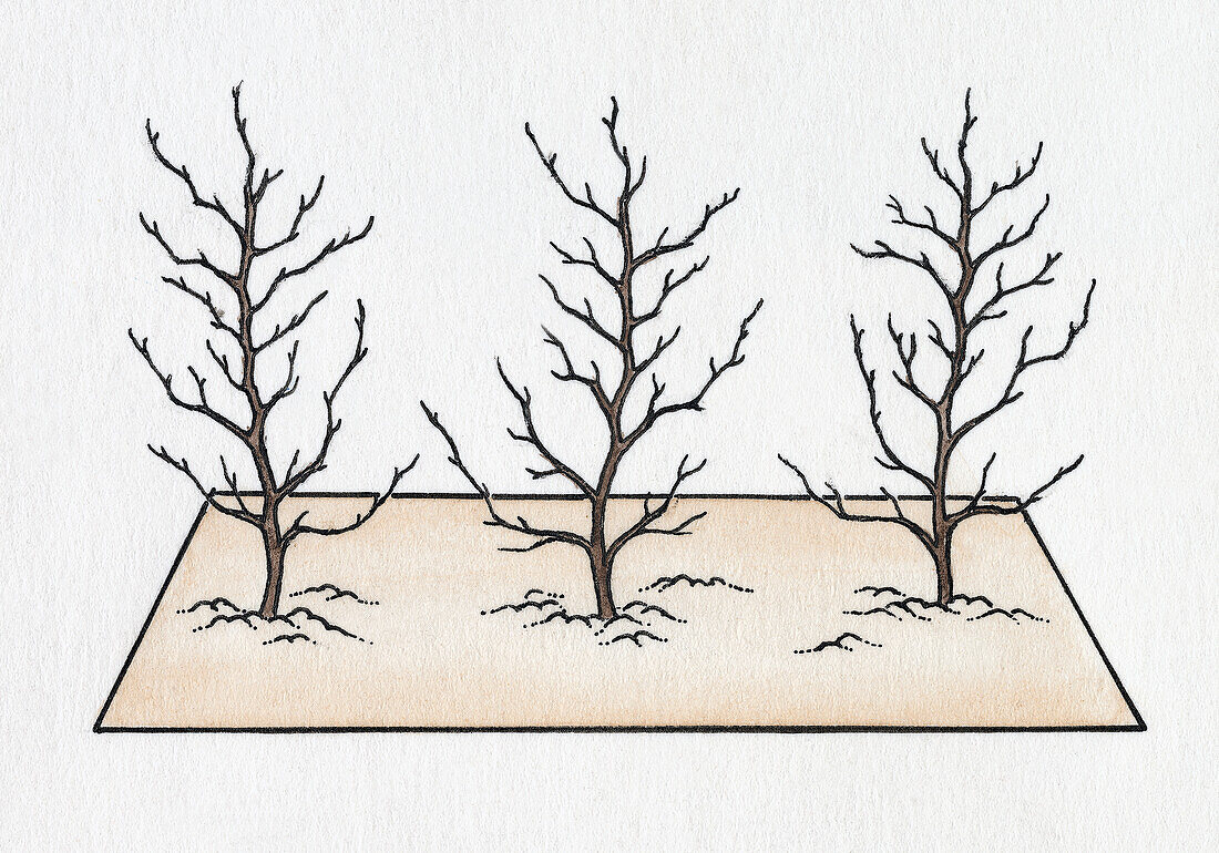 Hedge plants, illustration