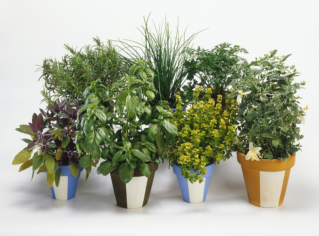 Selection of herbs in pots