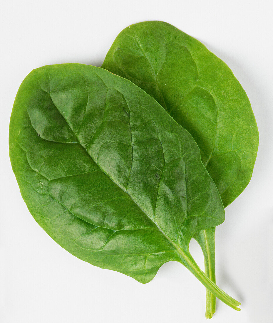 Two basil leaves