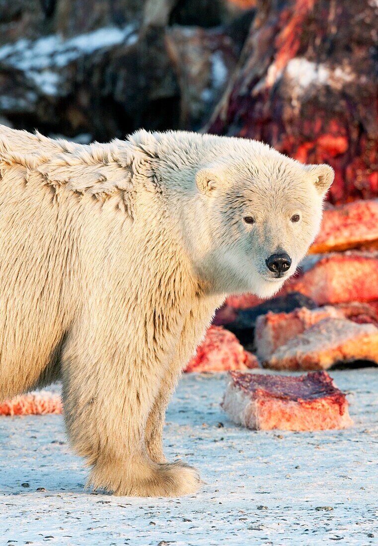 Polar bear feeding on whale meat, Barter Island, Alaska, USA