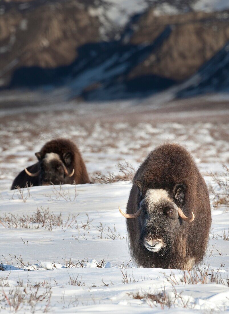 Musk oxen grazing, Alaska, USA