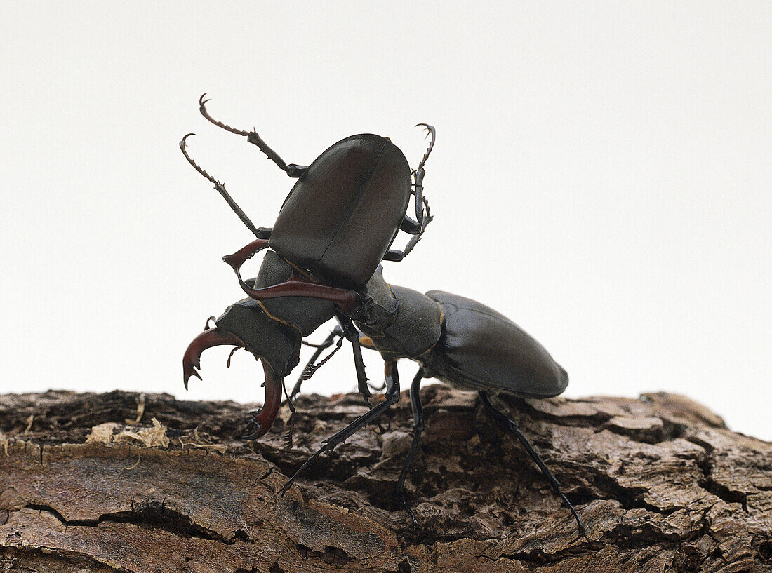 Two stag beetles fighting