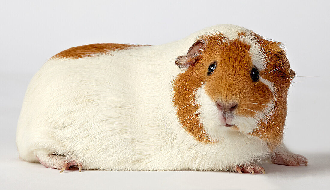 White and red-brown guinea pig