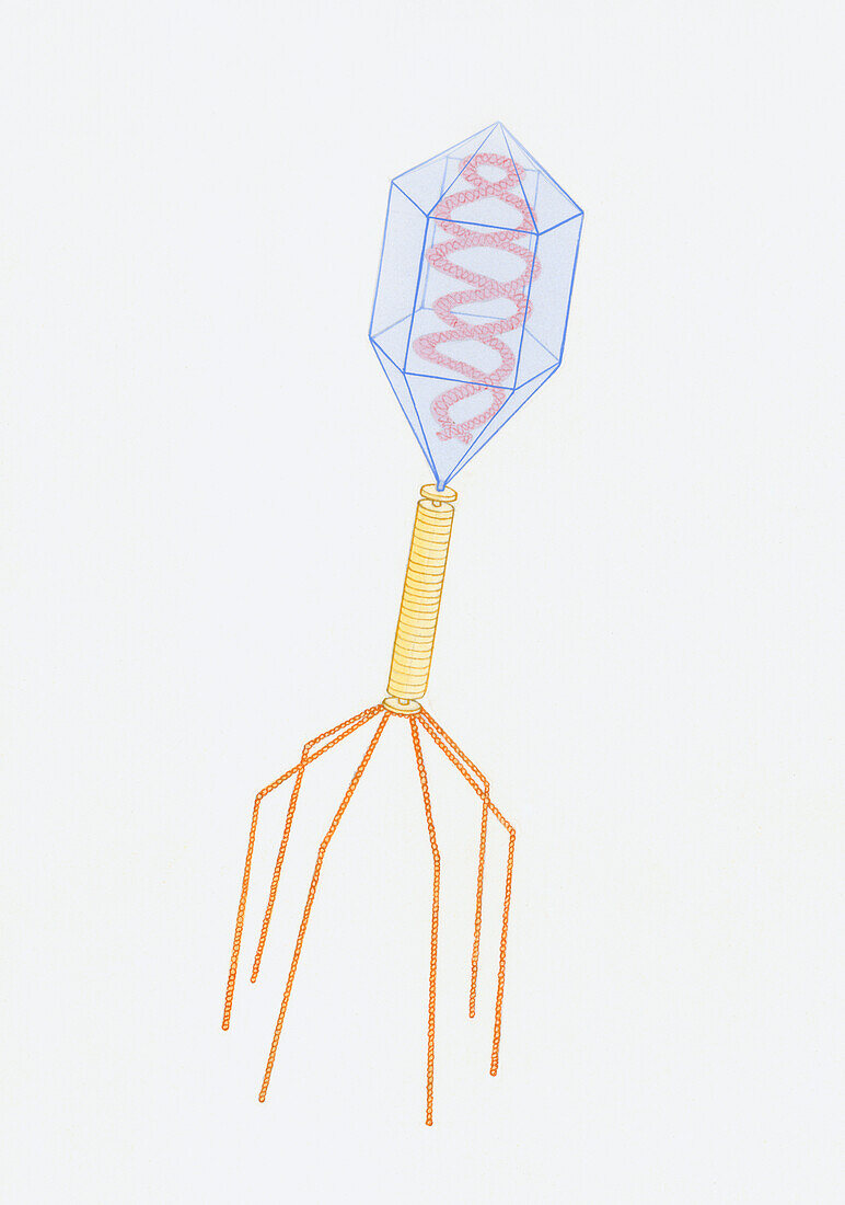 Bacteriophage, illustration