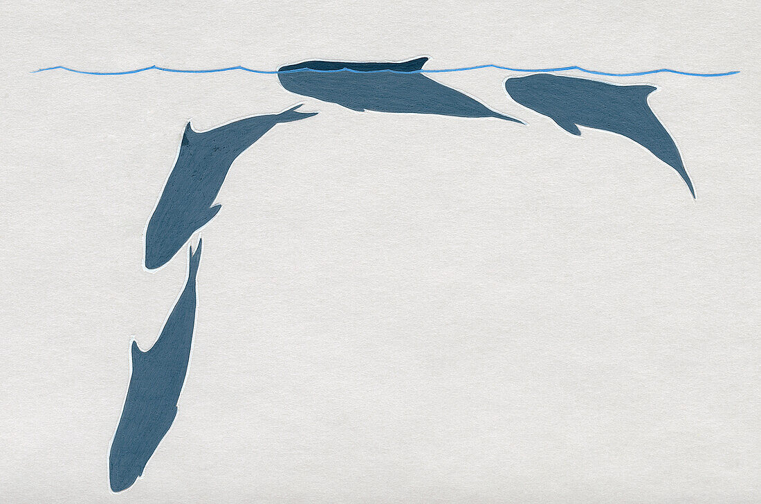 Dwarf sperm whale dive sequence, illustration