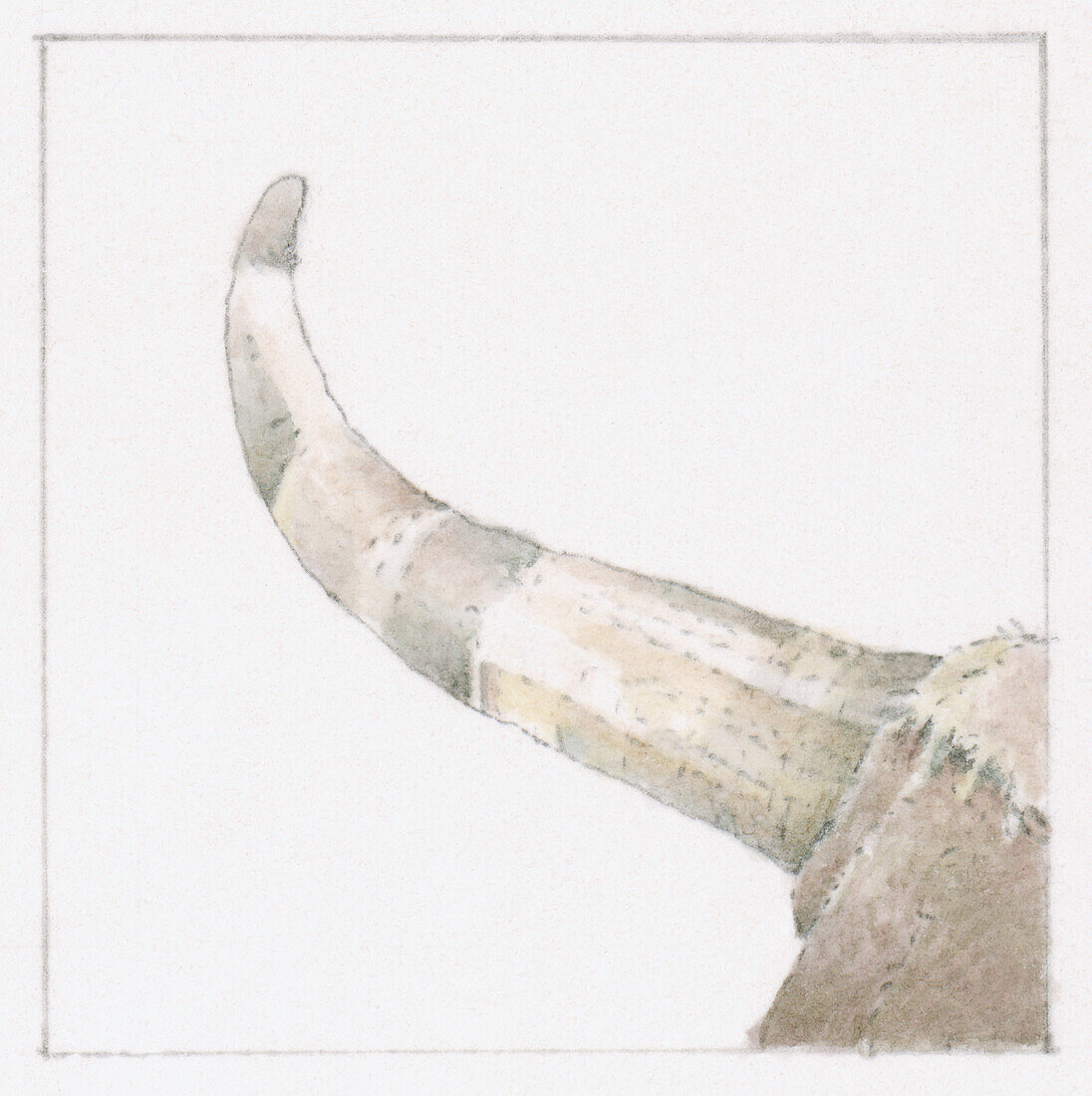 Ox's horn, illustration