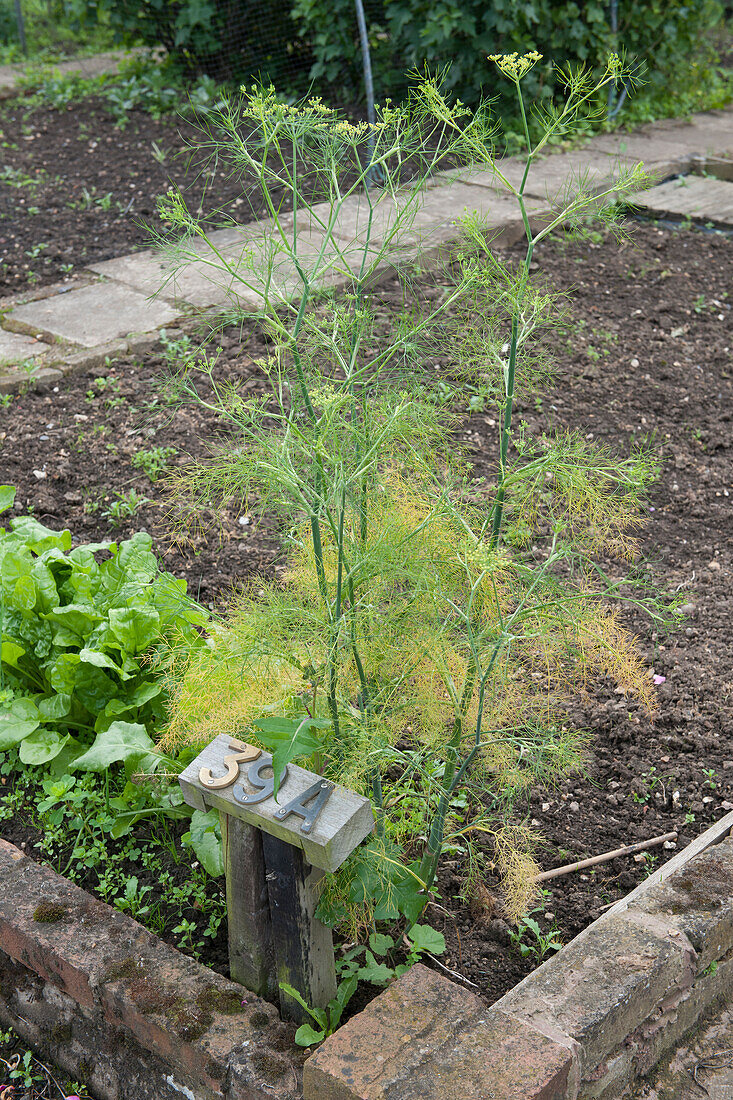 Fennel growing in allotment plot