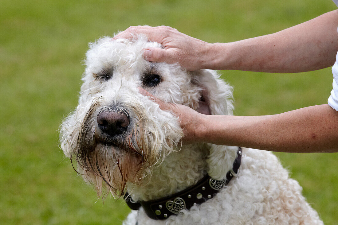 Owner checking a labradoodle's eye