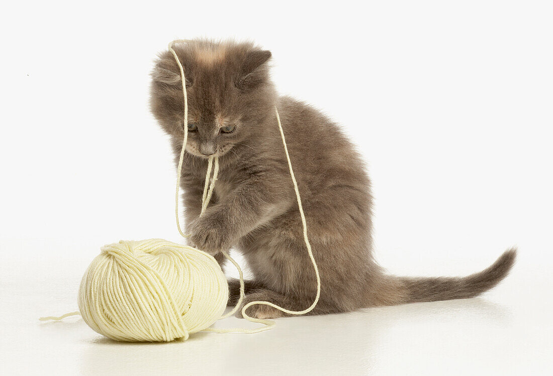Kitten playing with ball of wool