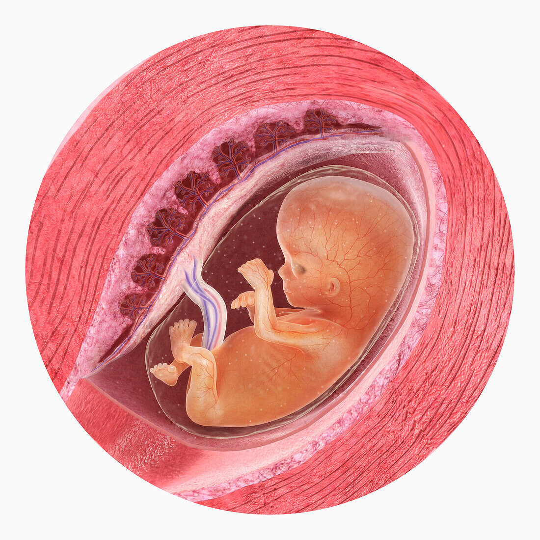 Embryo at 12 weeks, illustration