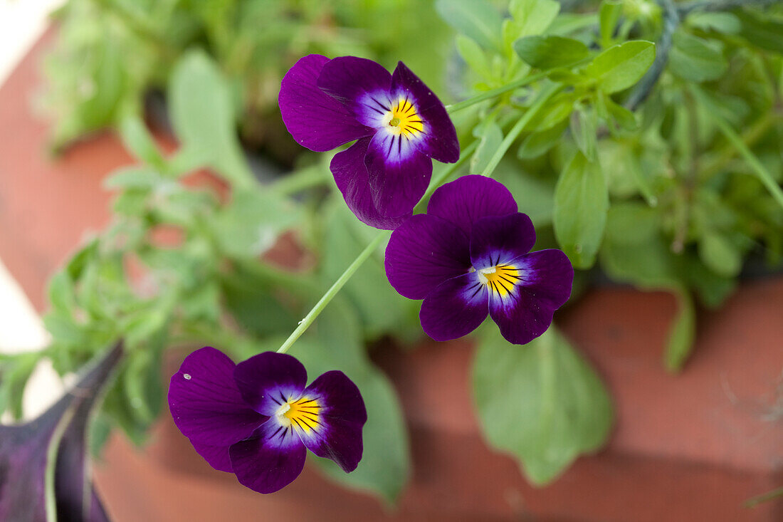 Purple violas in a terracotta pot