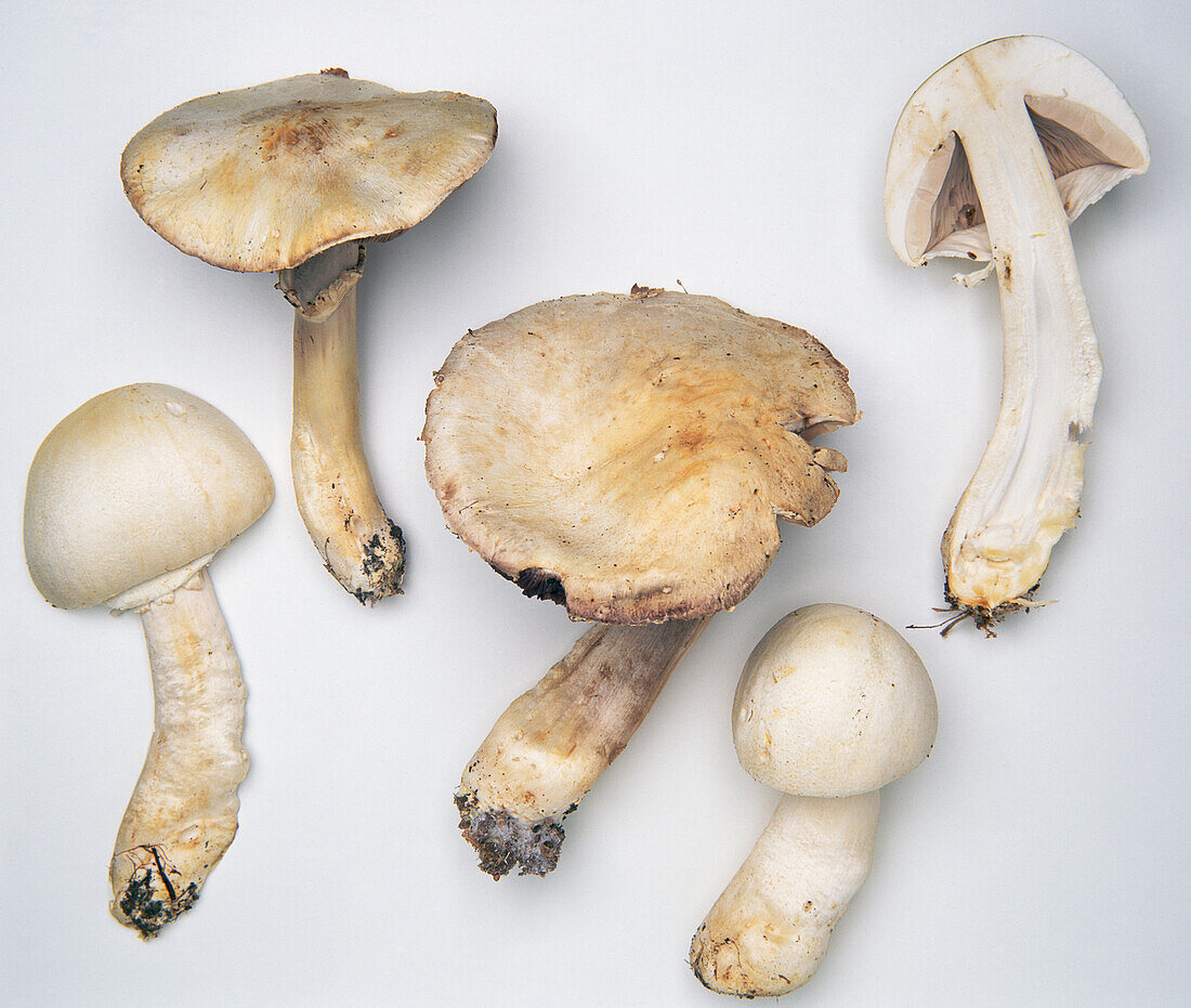 Horse mushroom (Agaricus arvensis)