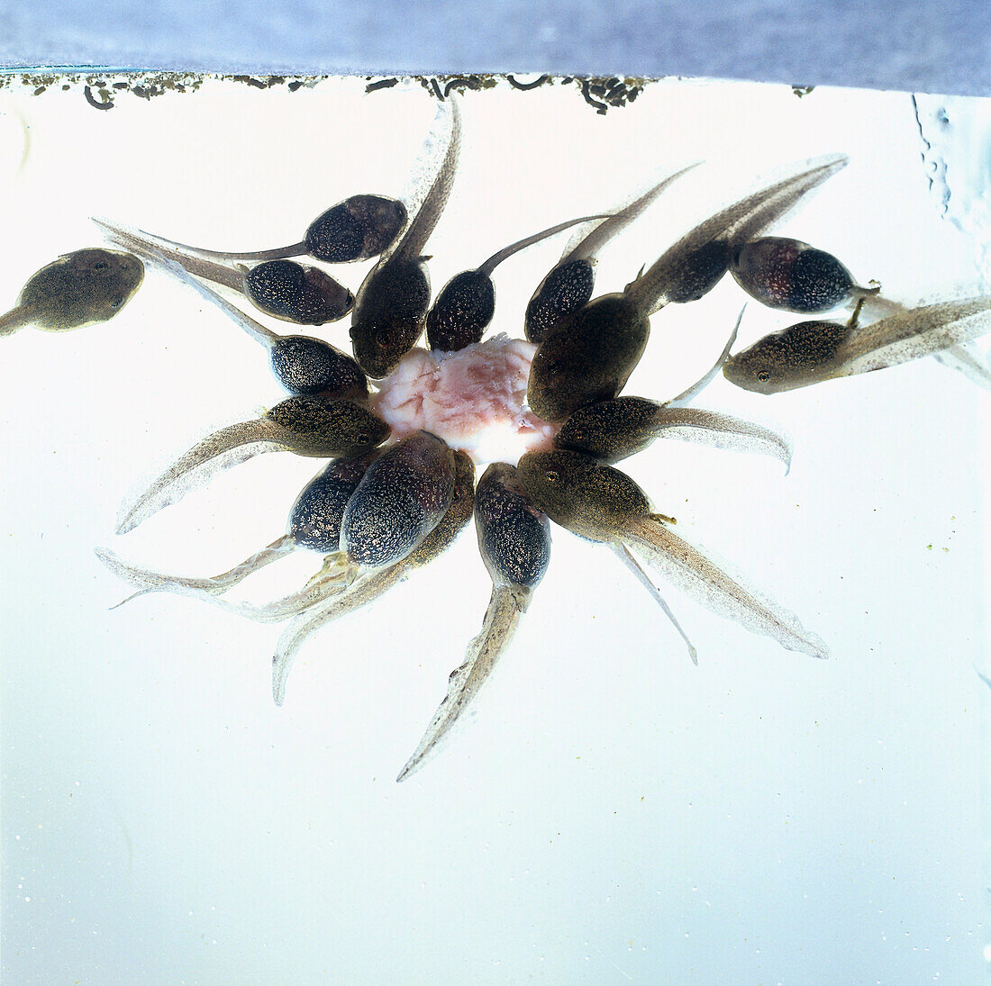 Tadpoles feeding on piece of meat