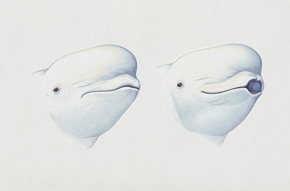 Facial expression of Beluga whale, illustration