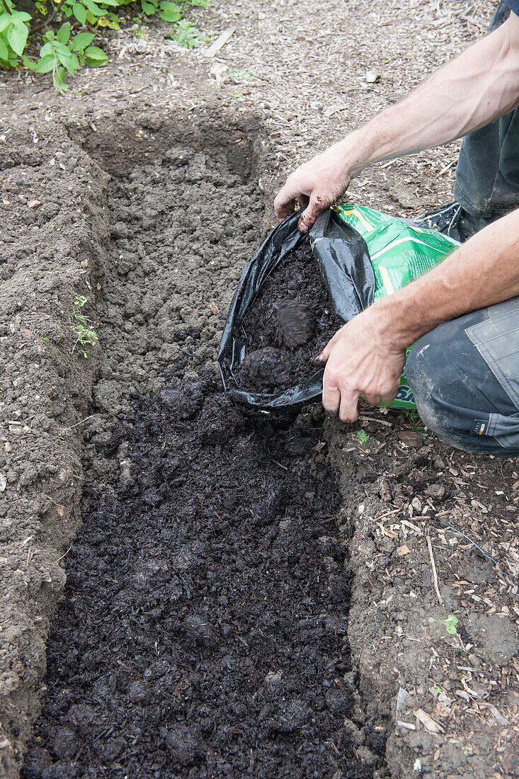 Adding compost to earth in trench