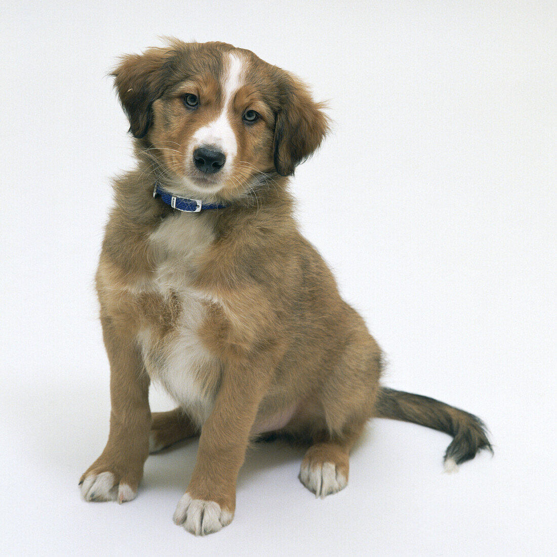 Eight week old puppy