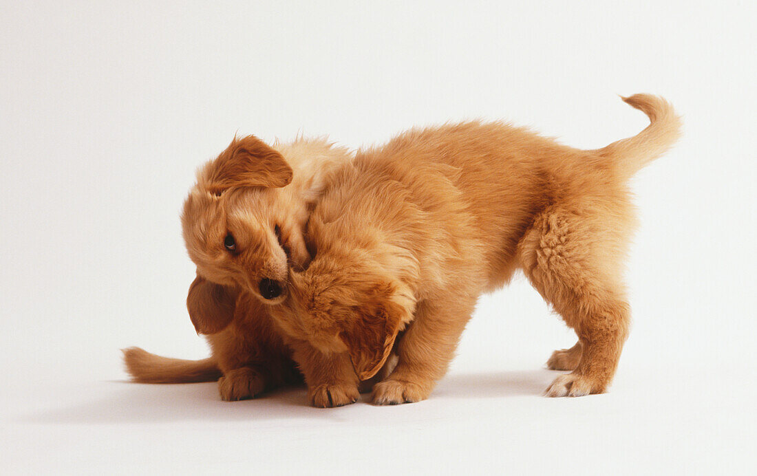 Two Retriever puppies playing