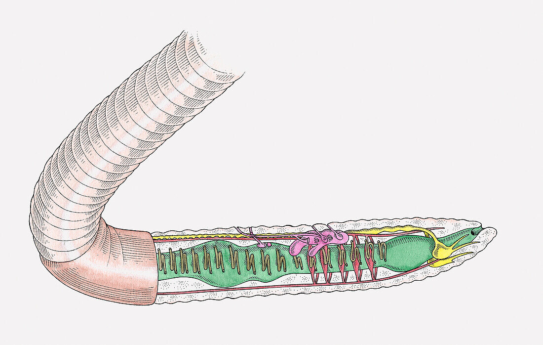 Internal anatomy of an earthworm, illustration