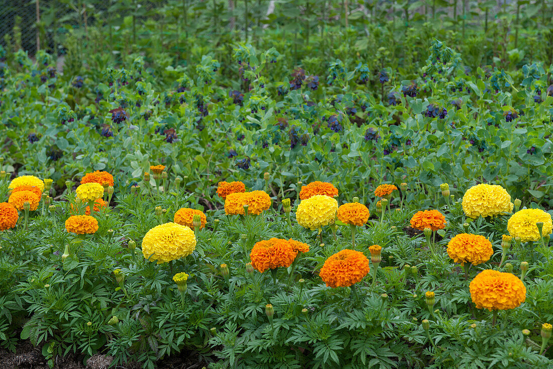 Marigolds in a kitchen garden