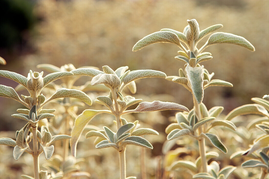 Lamb's ear (Stachys byzantina)