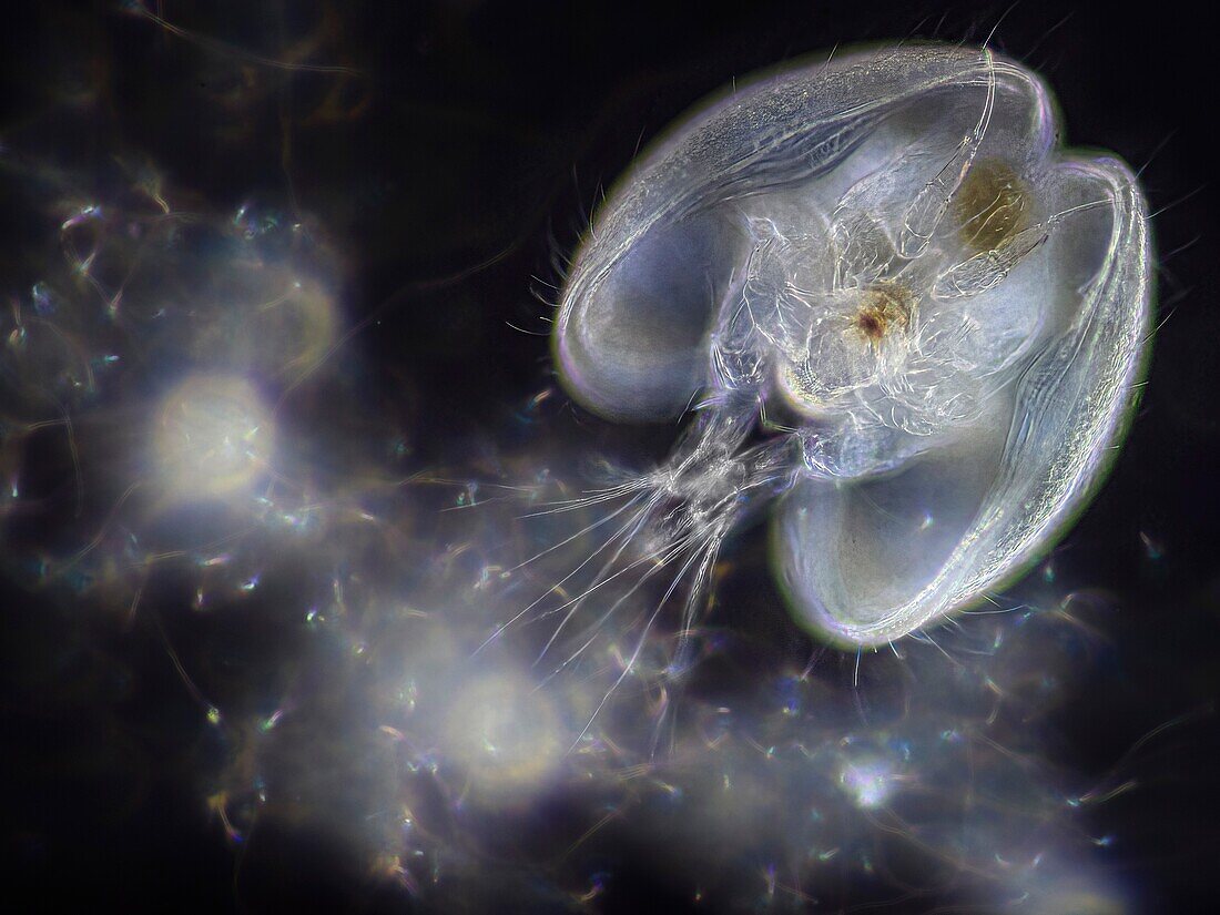 Ostracod crustacean, light micrograph